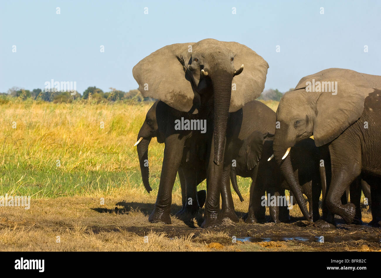 Un elefante vaca levanta su cabeza y se encuentra en una postura de amenaza Foto de stock