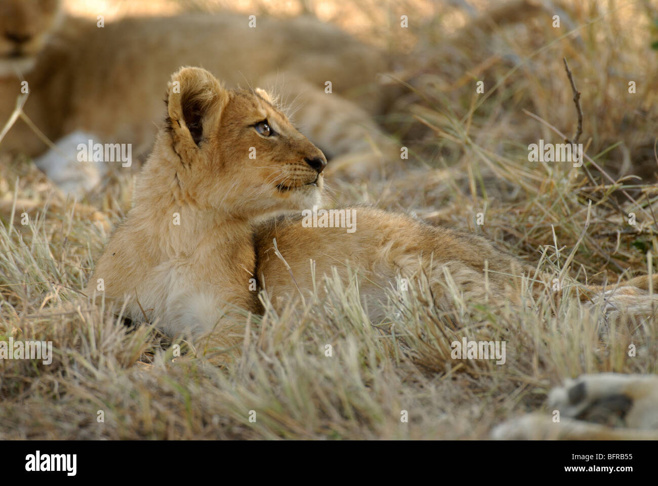 Cachorro de león descansando con orgullo mirando hacia arriba Foto de stock