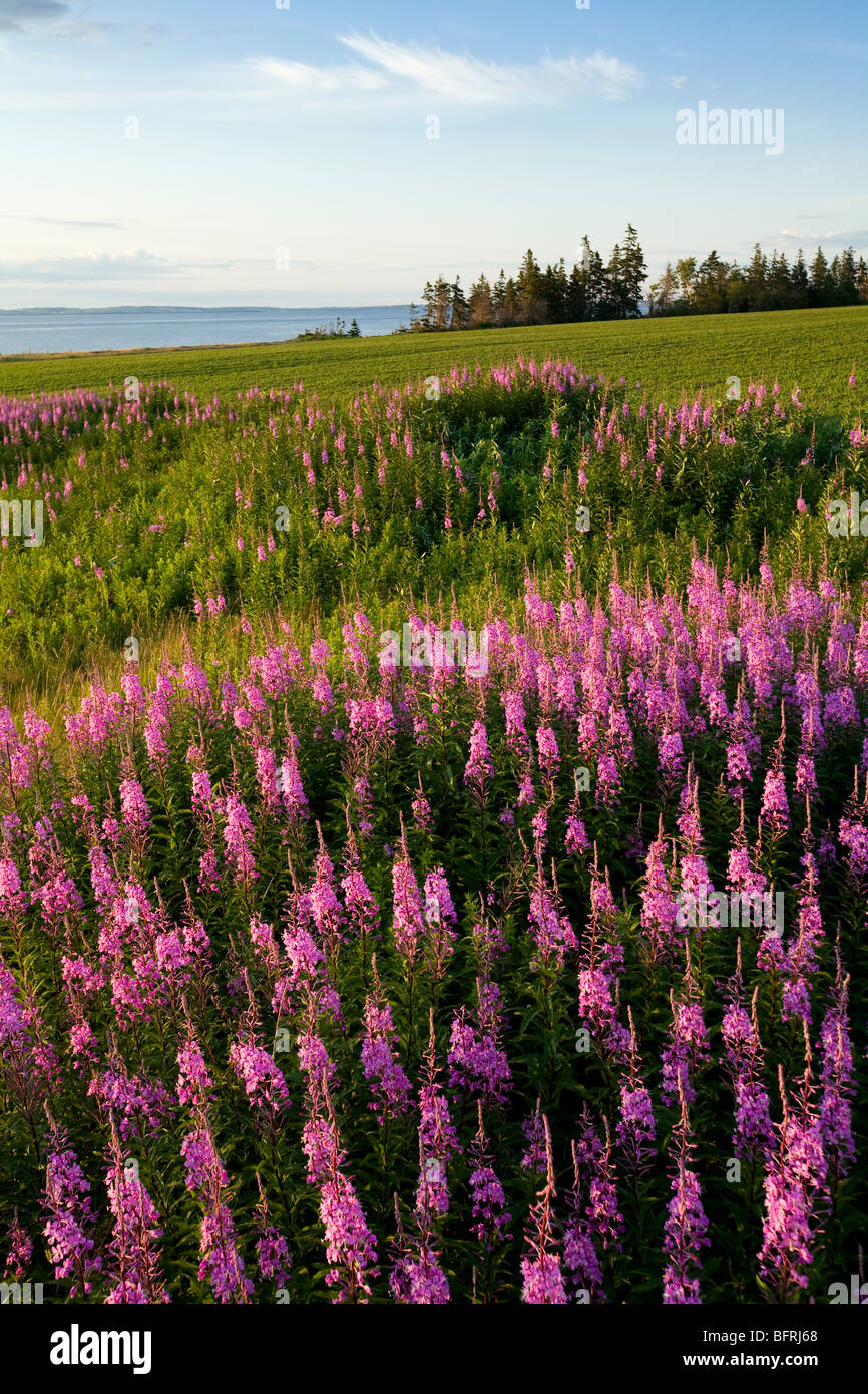Fireweed, punto Prim, Prince Edward Island, Canadá Foto de stock