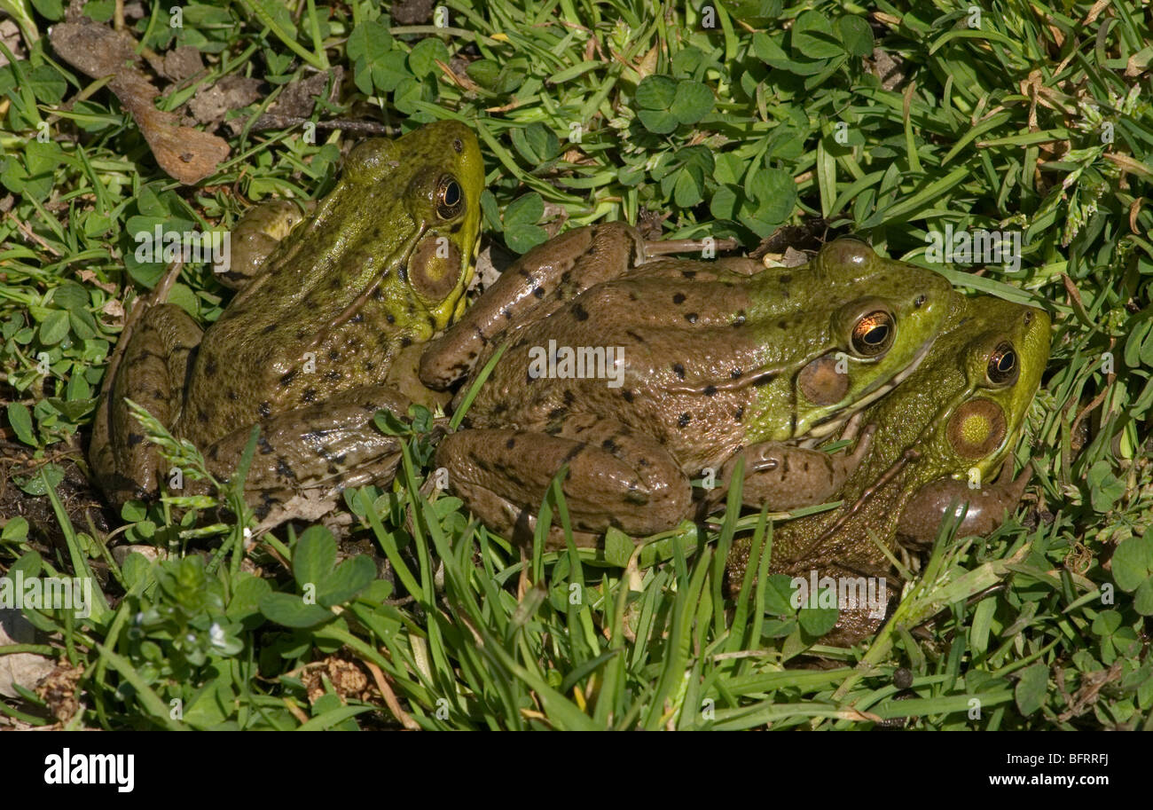 Tres ranas verdes Rana clamitans Este de los EE.UU., por omitir Moody/Dembinsky Foto Assoc Foto de stock