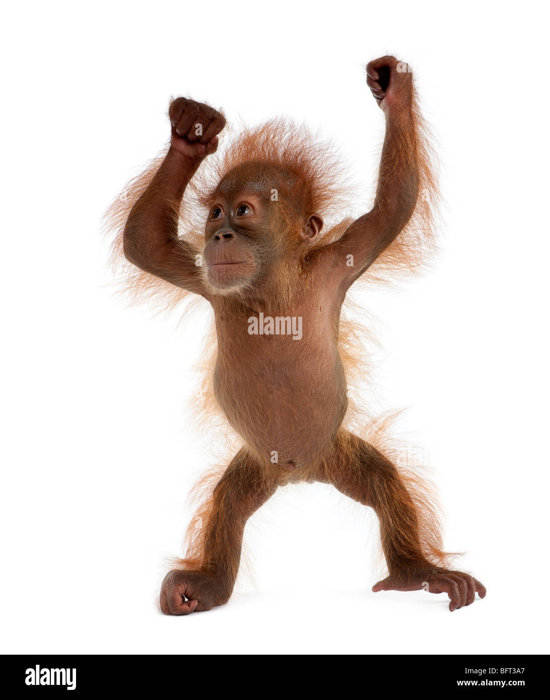 Bebé orangután de Sumatra, de 4 meses de edad, de pie delante de un fondo blanco Foto de stock