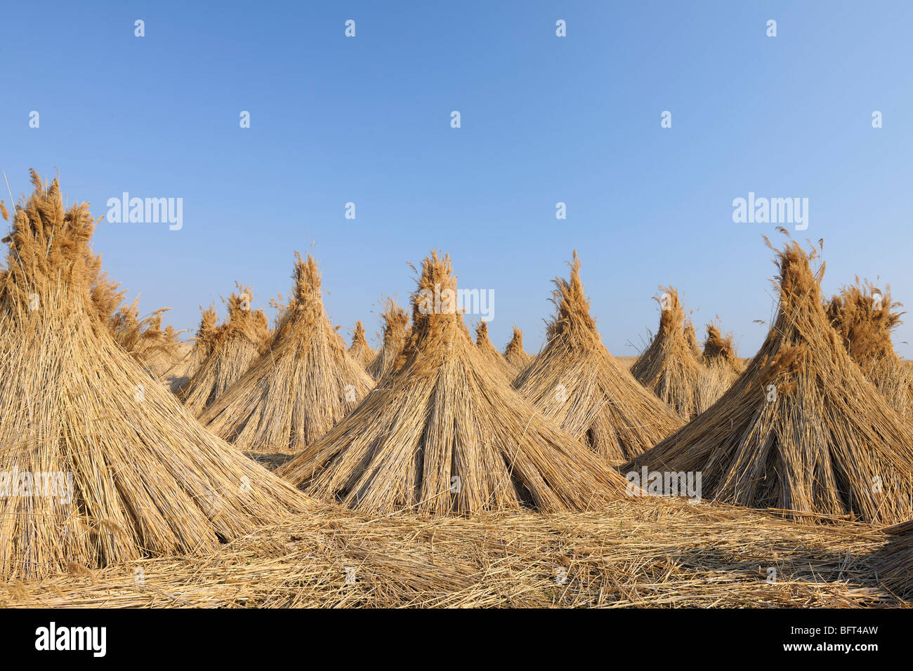 El secado de Reed, Burgenland, Austria Foto de stock