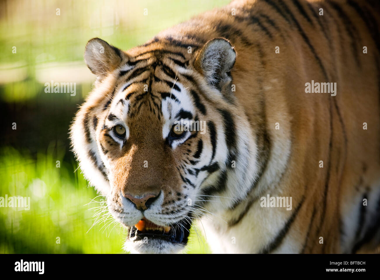 Un macho de Tigre, una especie en peligro de extinción, en el zoo de Whipsnade, en el REINO UNIDO Foto de stock