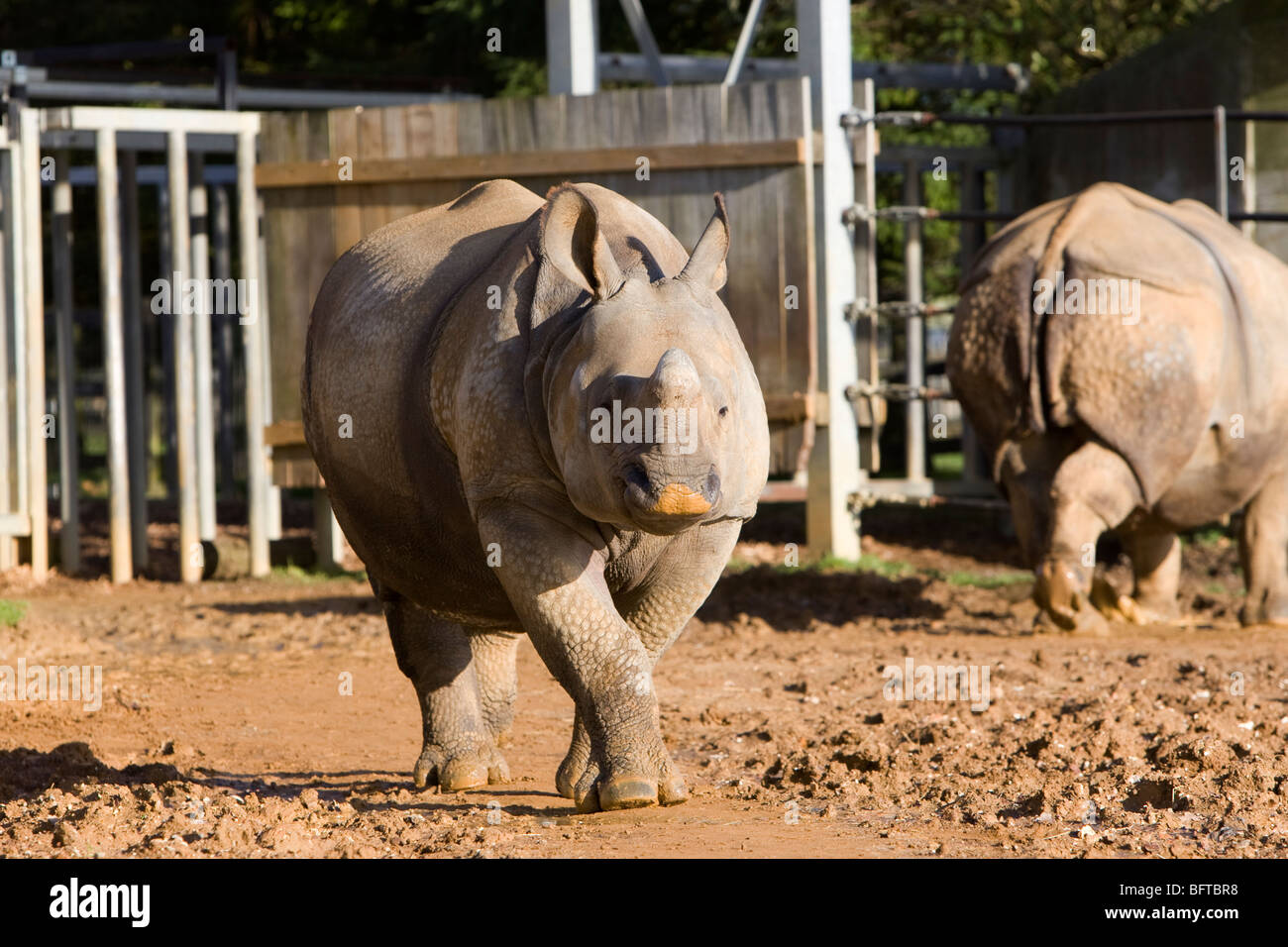 Mayor con cuernos de rinoceronte indio en su pen en el zoo de Whipsnade, en el REINO UNIDO Foto de stock