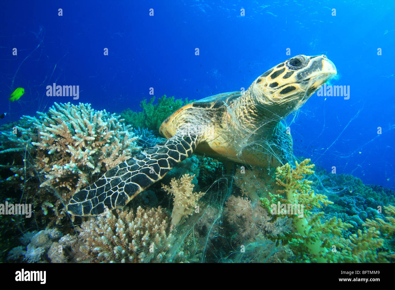 La tortuga carey comiendo coral Foto de stock