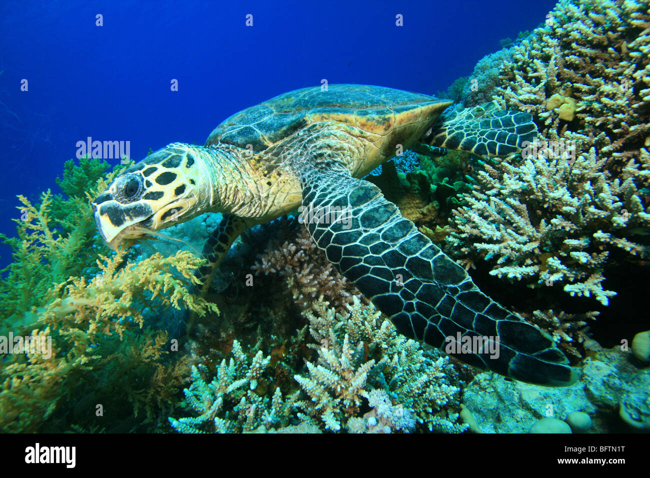 La tortuga carey comiendo coral Foto de stock