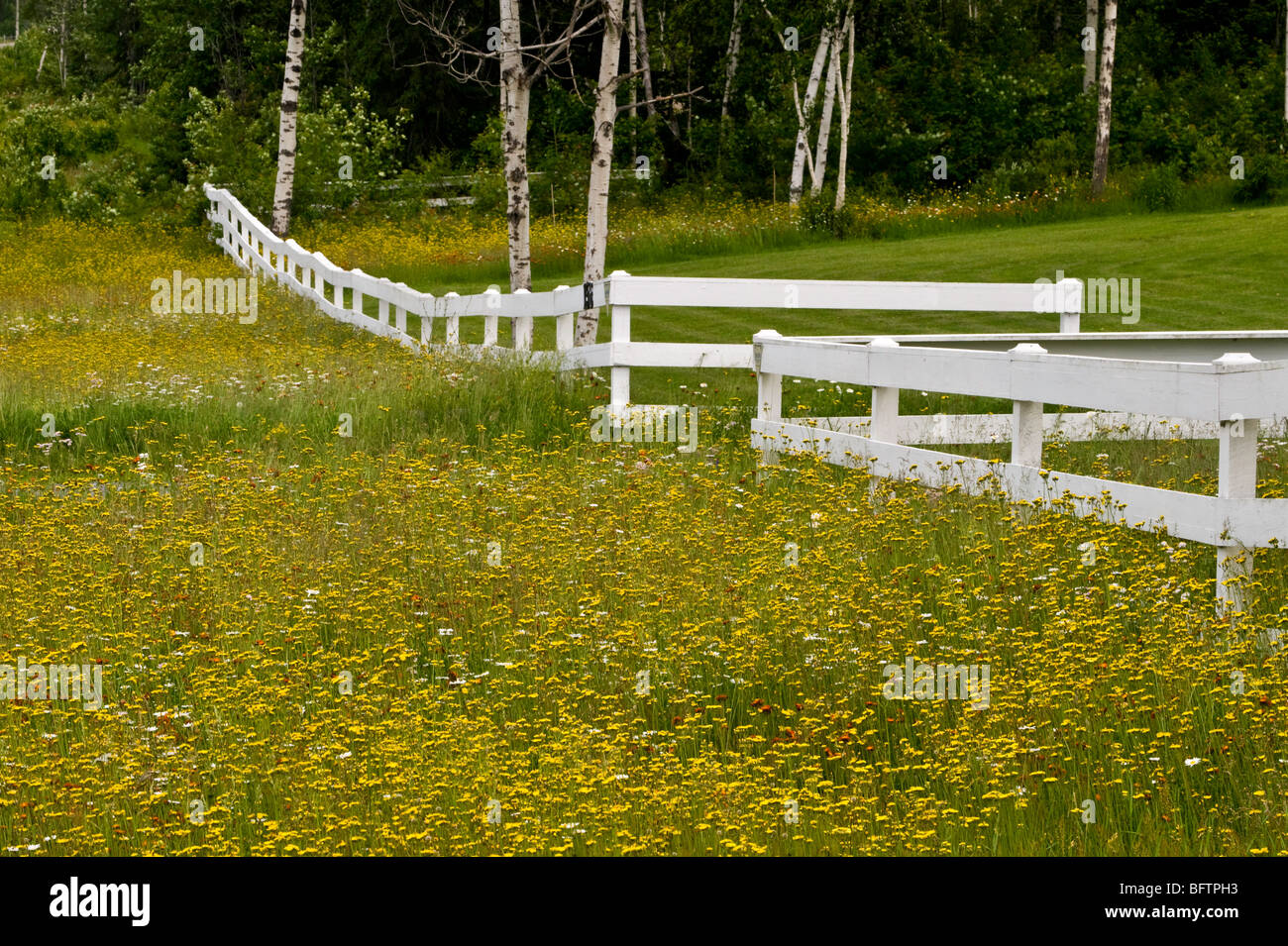 Carretera de flores silvestres y White Fence, mayor en Sudbury, Ontario, Canadá Foto de stock