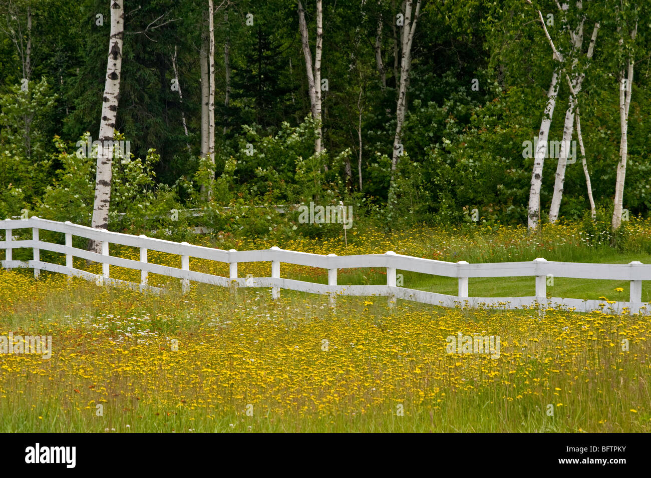 Carretera de flores silvestres y White Fence, mayor en Sudbury, Ontario, Canadá Foto de stock