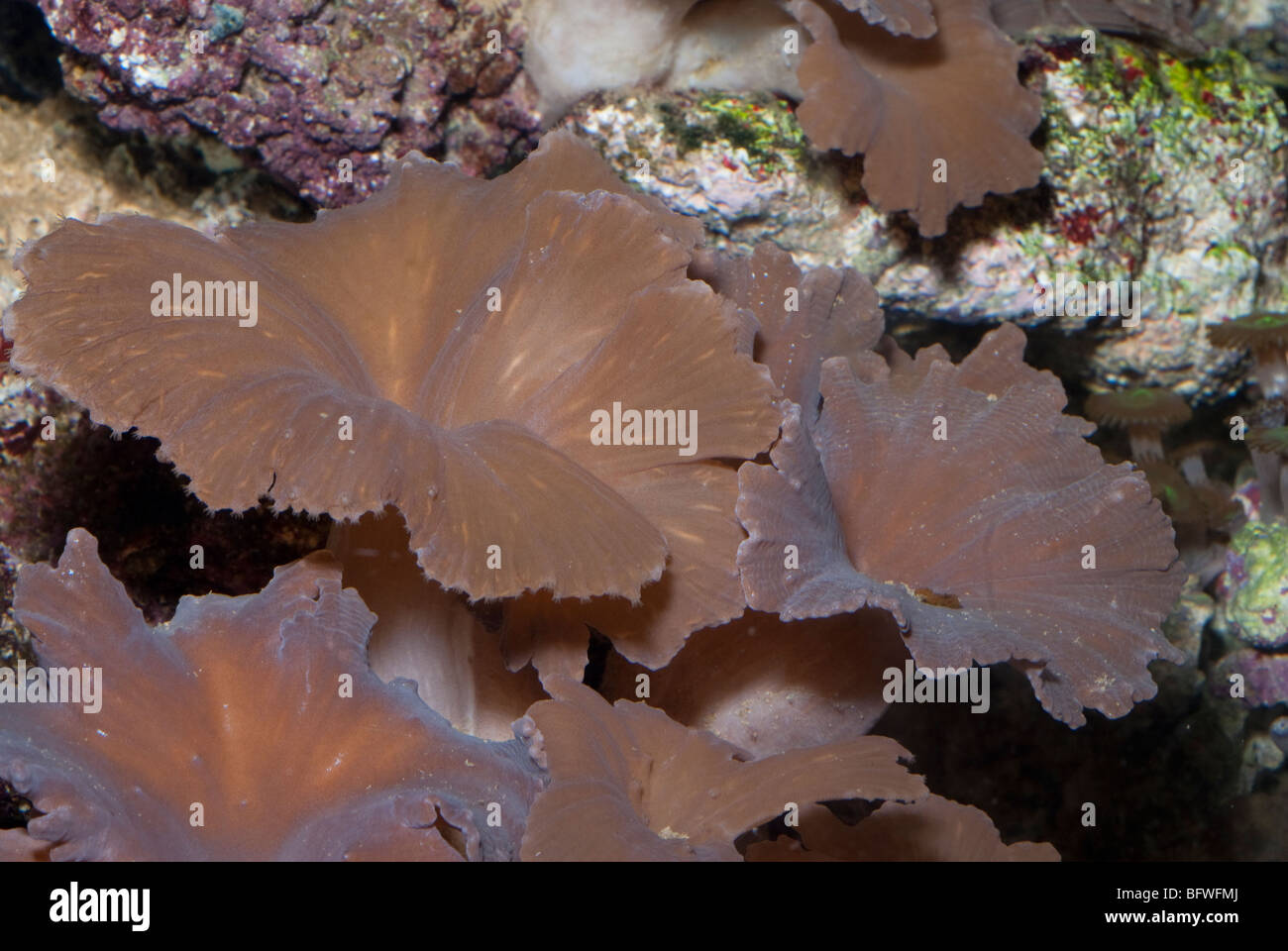 Los corales blandos Sinularia dura, Indo-océano pacífico Foto de stock