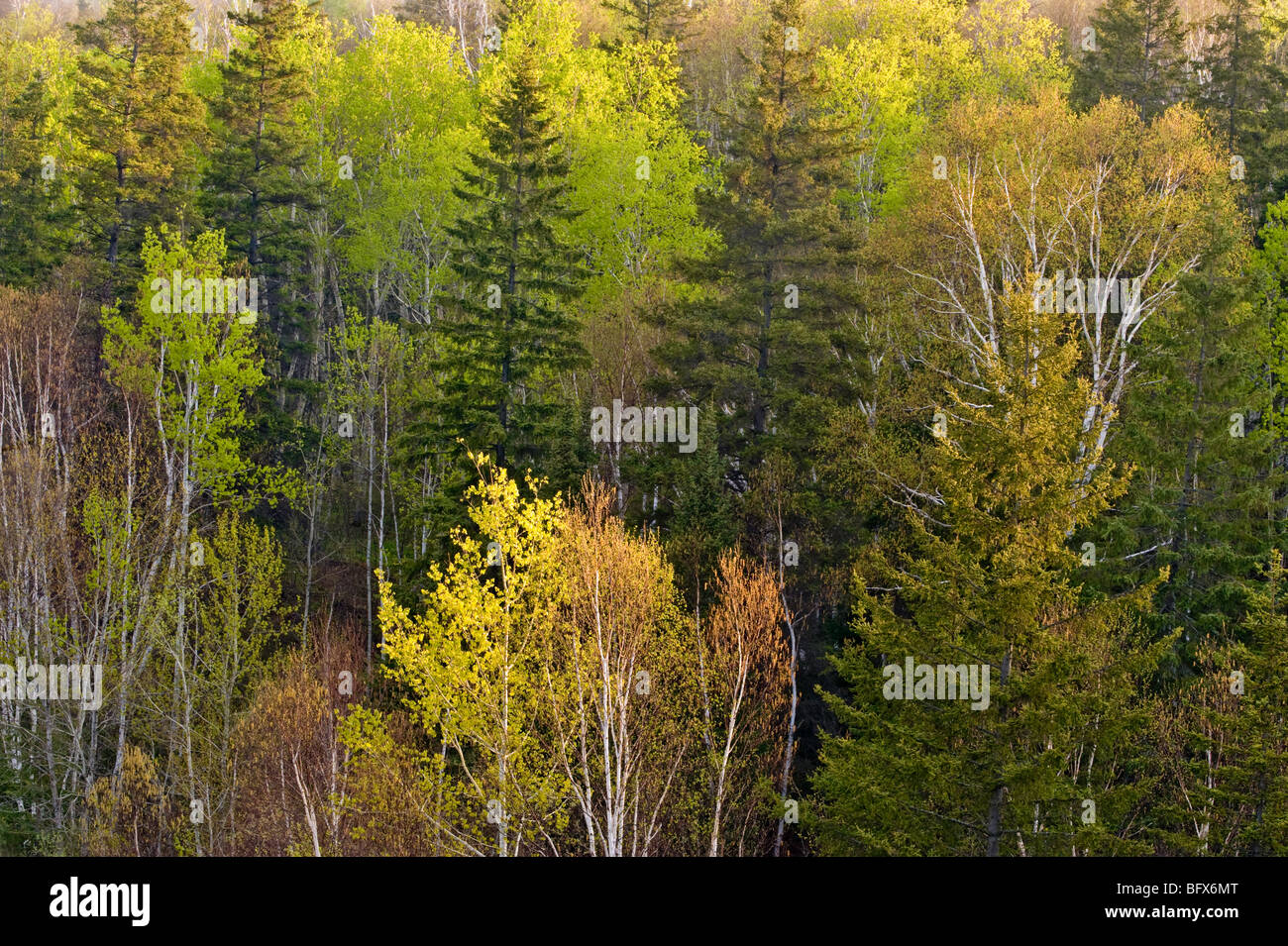 Resorte emergentes follaje en árboles de hoja caduca en los bosques mixtos en Hillside, mayor en Sudbury, Ontario, Canadá Foto de stock