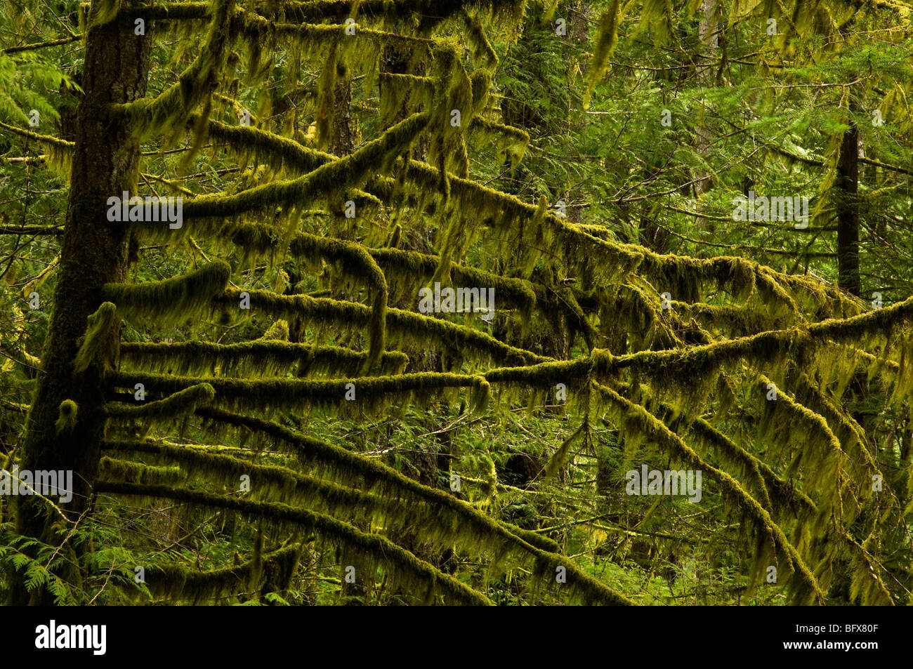Los musgos epífitos sobre troncos y ramas de árboles de cedro, Langford, BC, British Columbia, Canadá Foto de stock