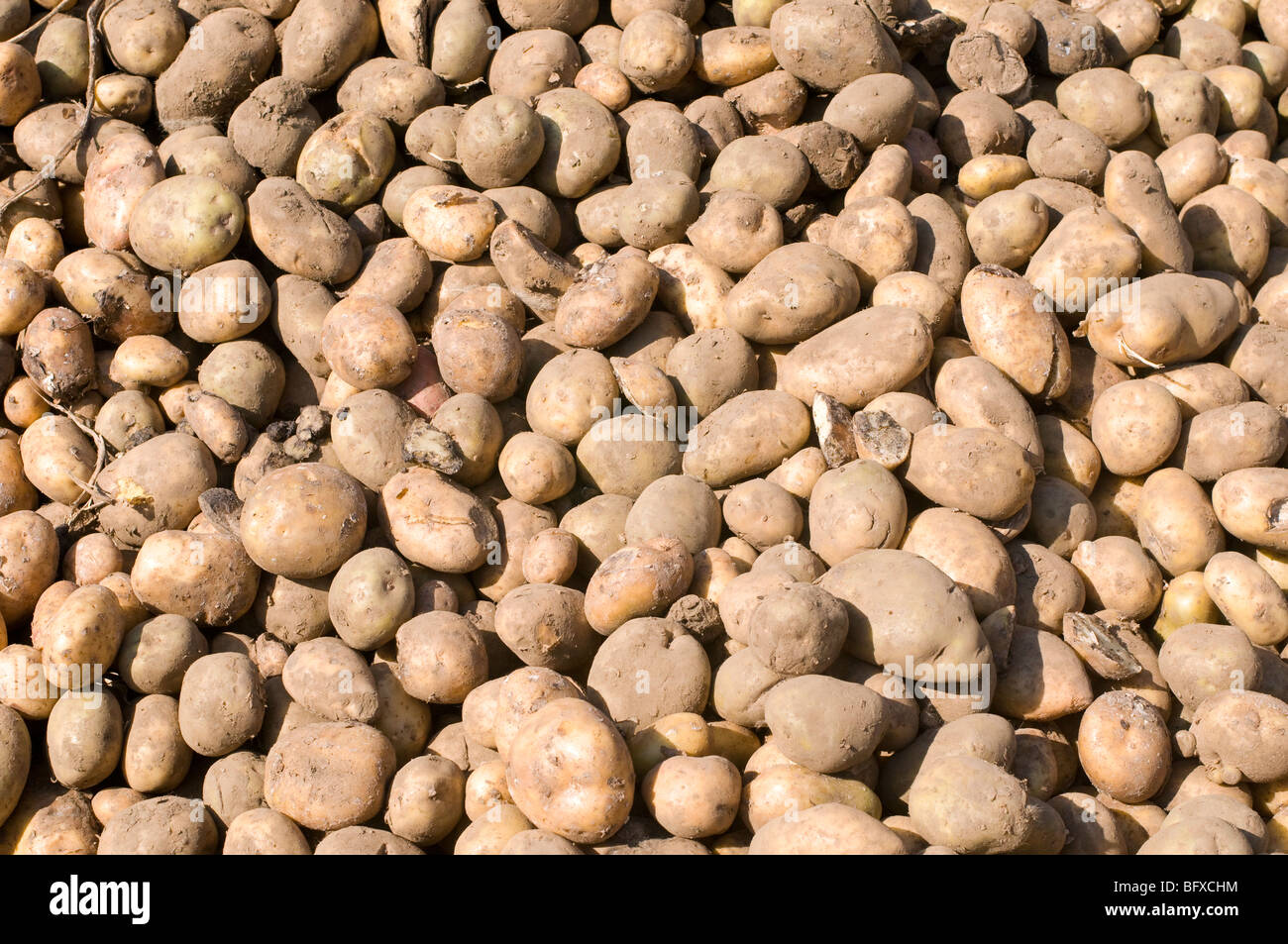 Un montón de patatas. Foto de stock