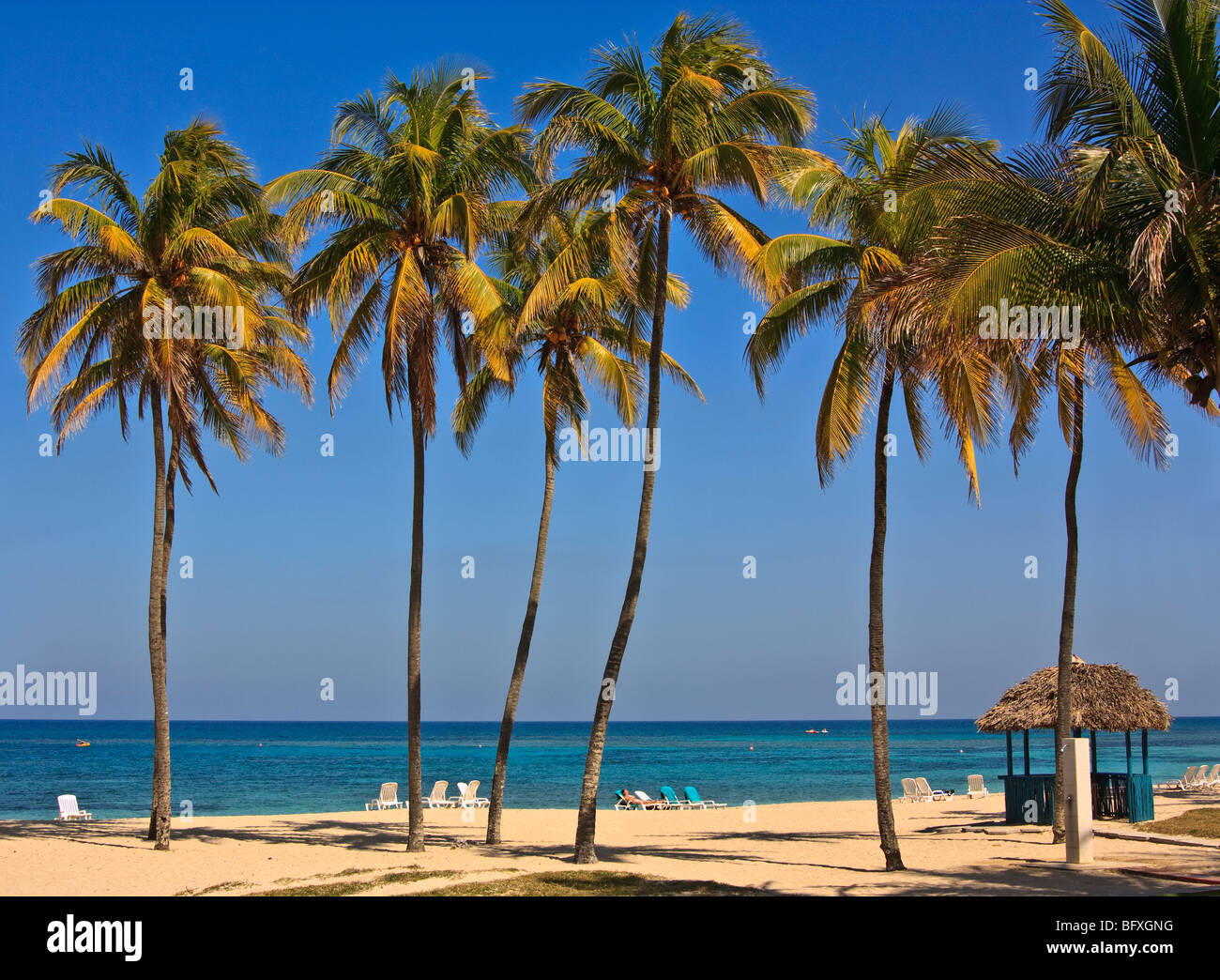 Altas palmeras en una playa de Cuba Foto de stock