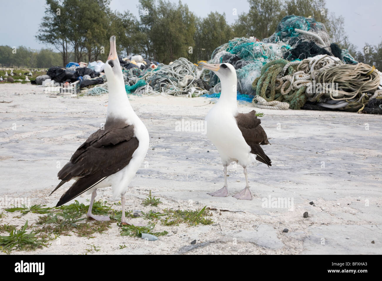 El cortejo Laysan Albatross baila cerca de montones de desechos marinos, incluyendo redes de pesca y plástico recolectado en las costas de la isla del Pacífico Norte Foto de stock