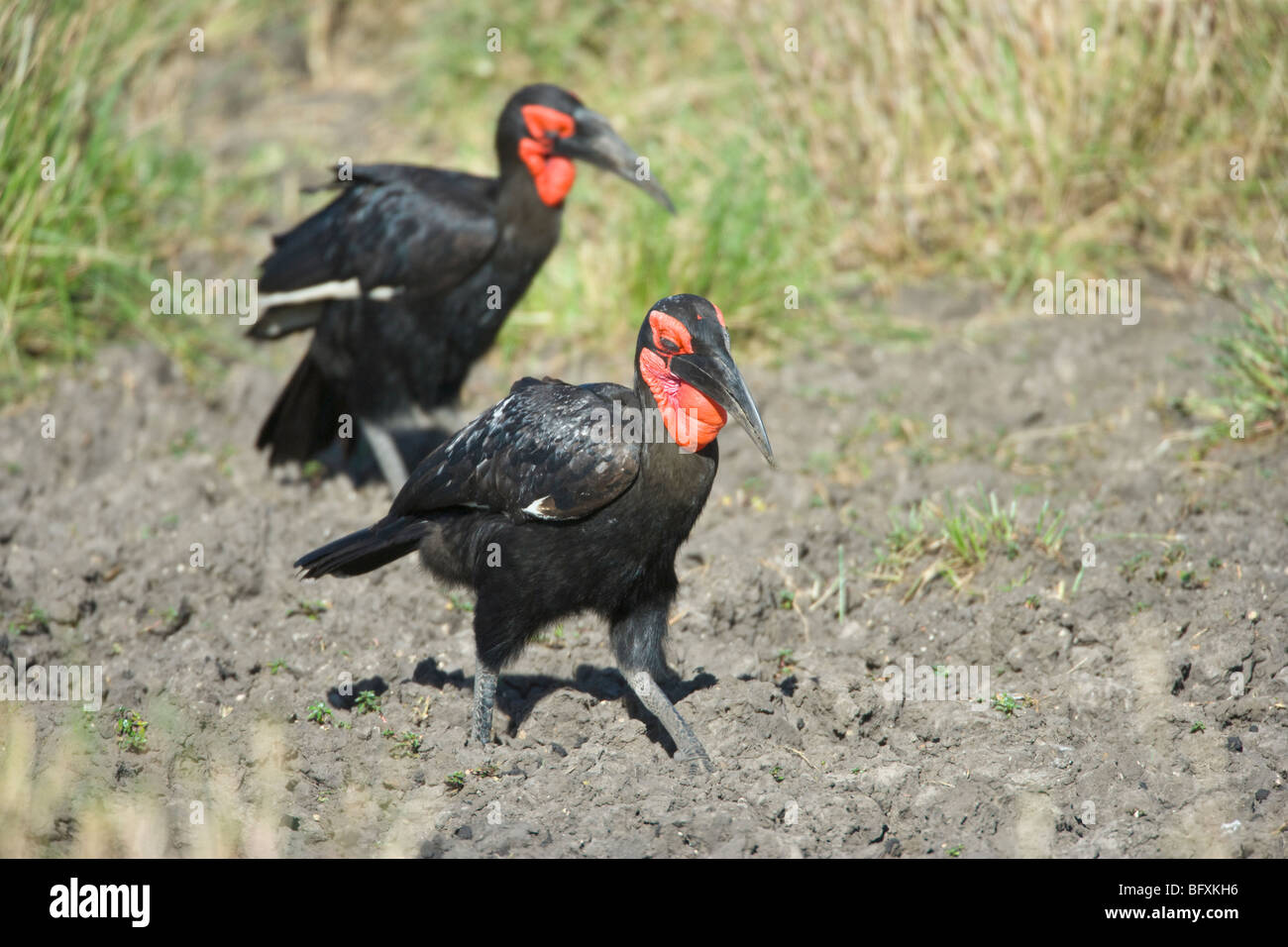 Par de tierra austral, Bucero Bucorvus leadbeateri, en busca de alimentos. Reserva Nacional de Masai Mara, Kenya. Foto de stock