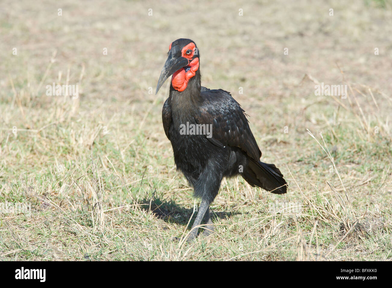 Tierra del Sur, Bucero Bucorvus leadbeateri, en busca de alimentos. Reserva Nacional de Masai Mara, Kenya. Foto de stock