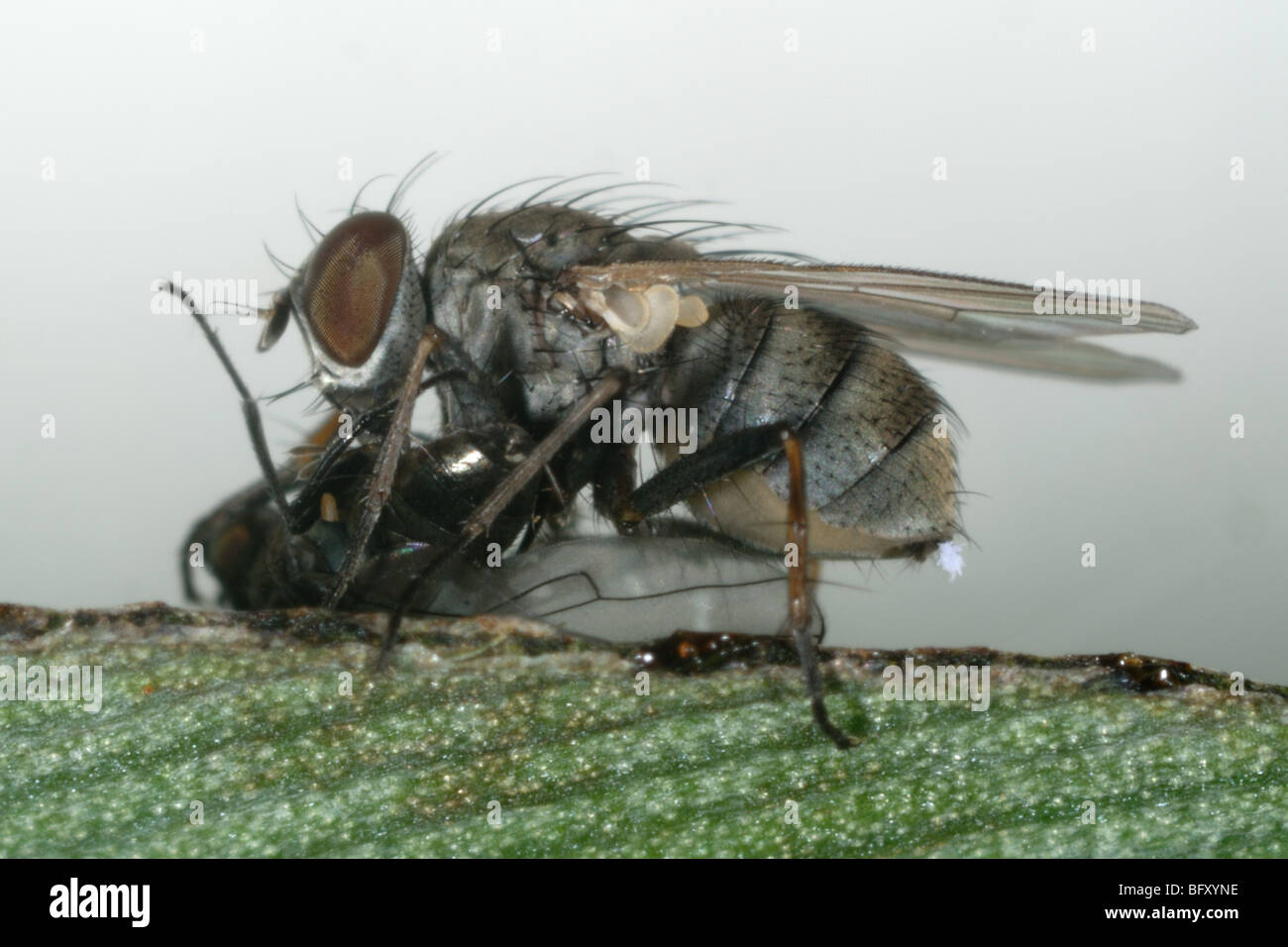 Un cazador de volar (Coenosia attenuata) alimentándose de un hongo (moscas scatella stagnalis) Foto de stock