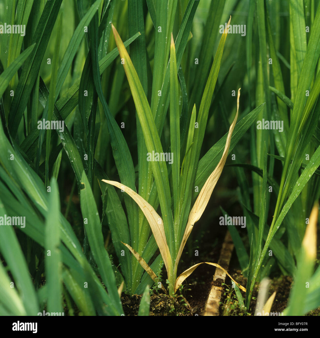 La podredumbre basal (Fusarium oxysporum) Daños en invernaderos de plantas cultivadas fresia Foto de stock