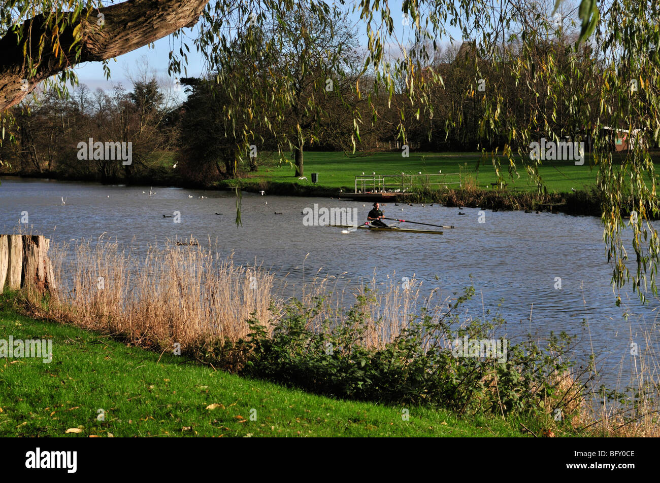 Hombre, bote a remo a finales de otoño sobre el río Avon en St Nicholas Park Warwick Foto de stock