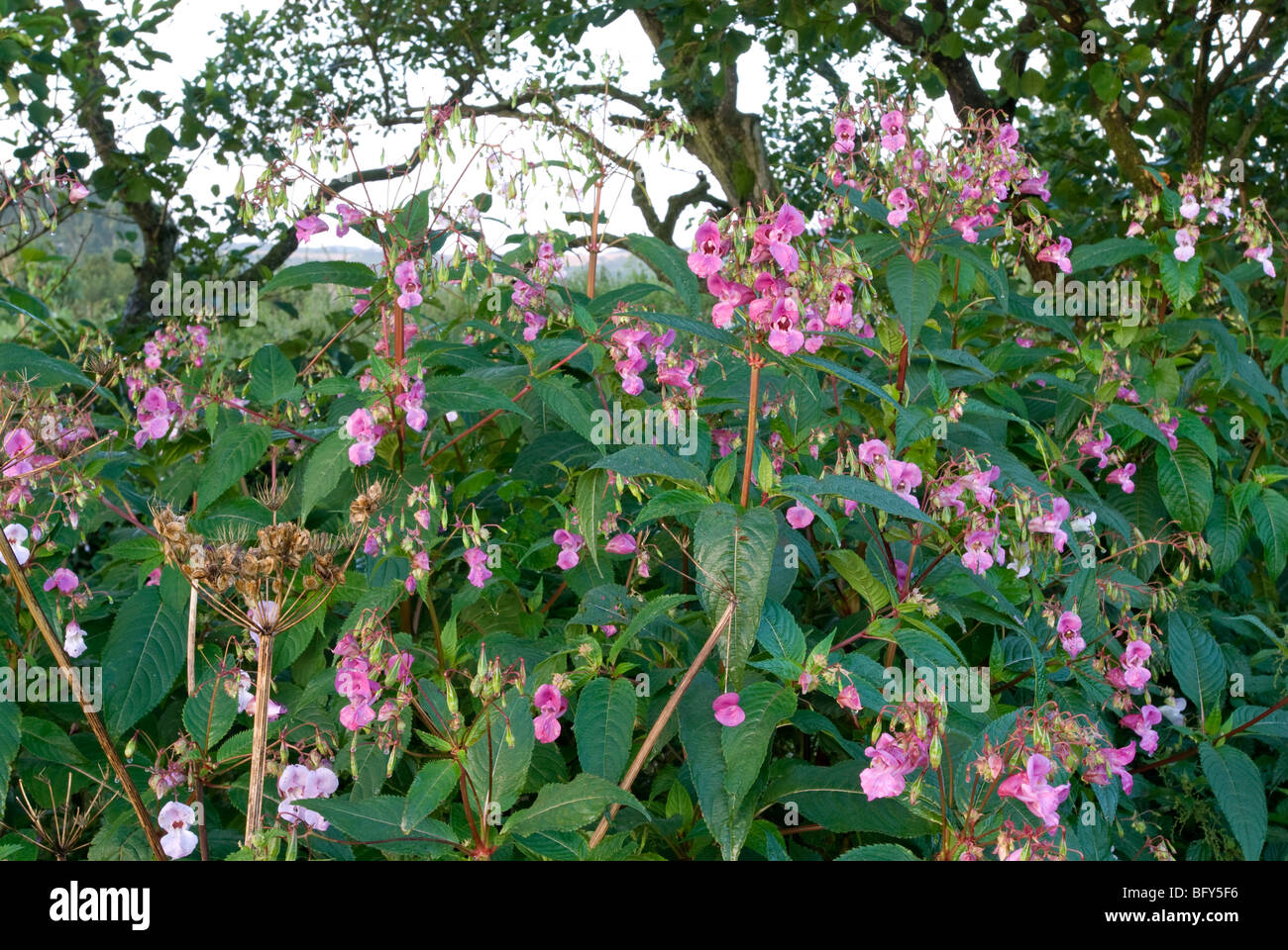 IMPATIENS GLANDULIFERA; Bálsamo del Himalaya flores Foto de stock