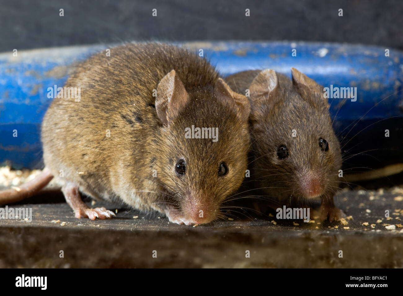 Casa; ratón Mus musculus; par; Foto de stock