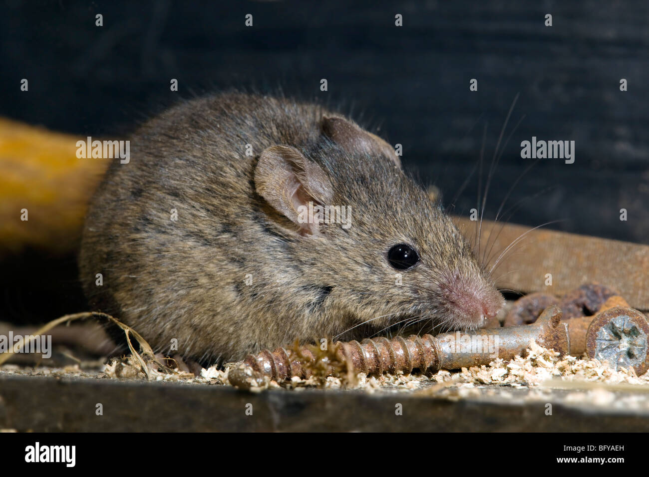 Casa; ratón Mus musculus; en el hangar Foto de stock
