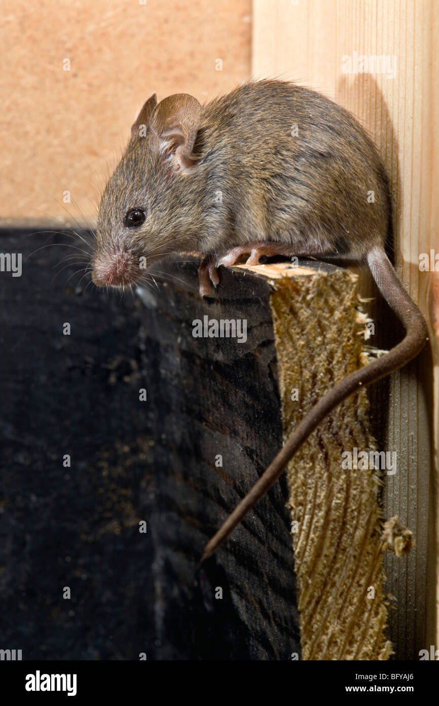 Casa; ratón Mus musculus; escalada Foto de stock
