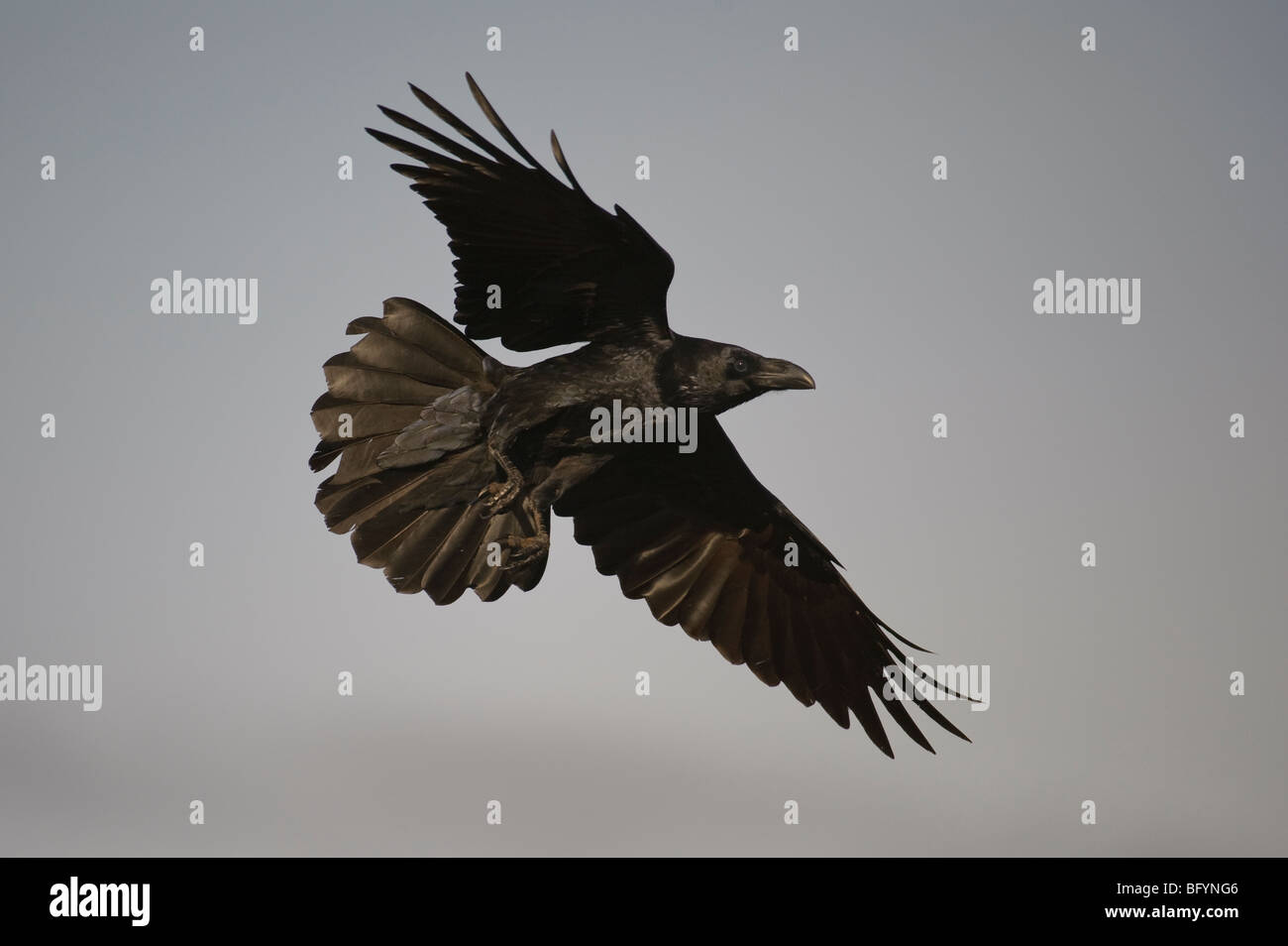 Cuervo común Corvus corax en vuelo. Pirineos Catalanes, España. Foto de stock