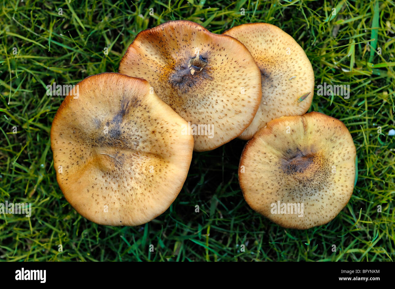 Brown los hongos crecen sobre hierba en East Sussex, Reino Unido Foto de stock