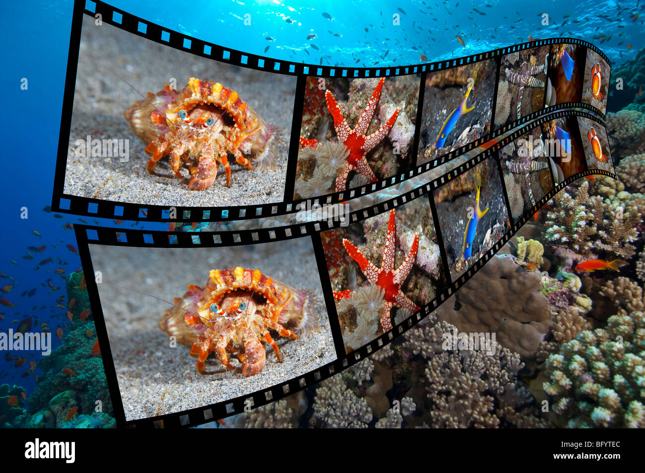 Película de transparencia de 35mm de animales acuáticos tropicales superpuestos en una escena de un arrecife de coral Foto de stock