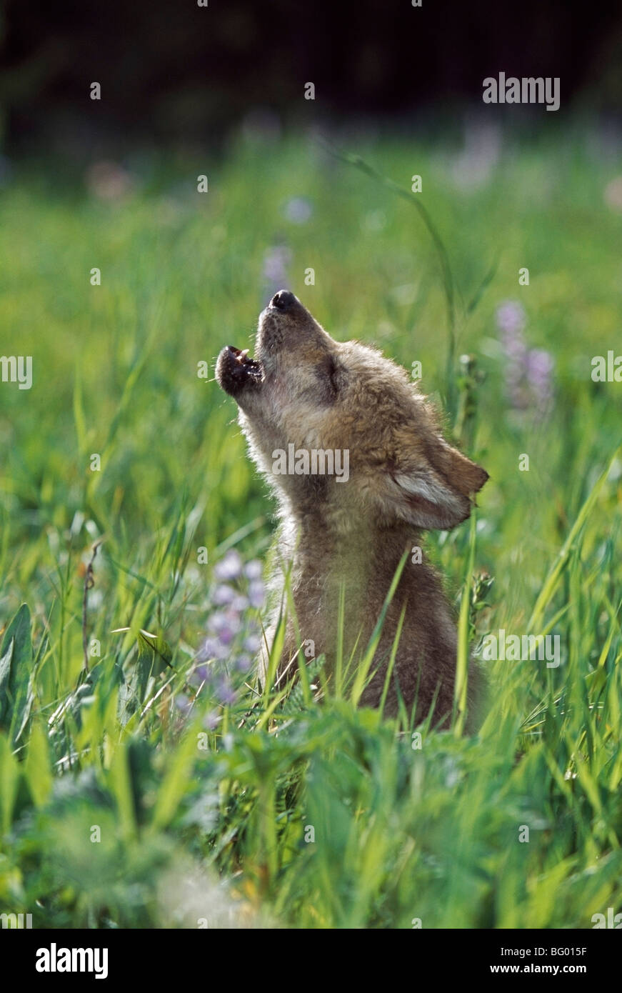 Cachorro de lobo aullando de pradera de montaña Fotografía de stock - Alamy