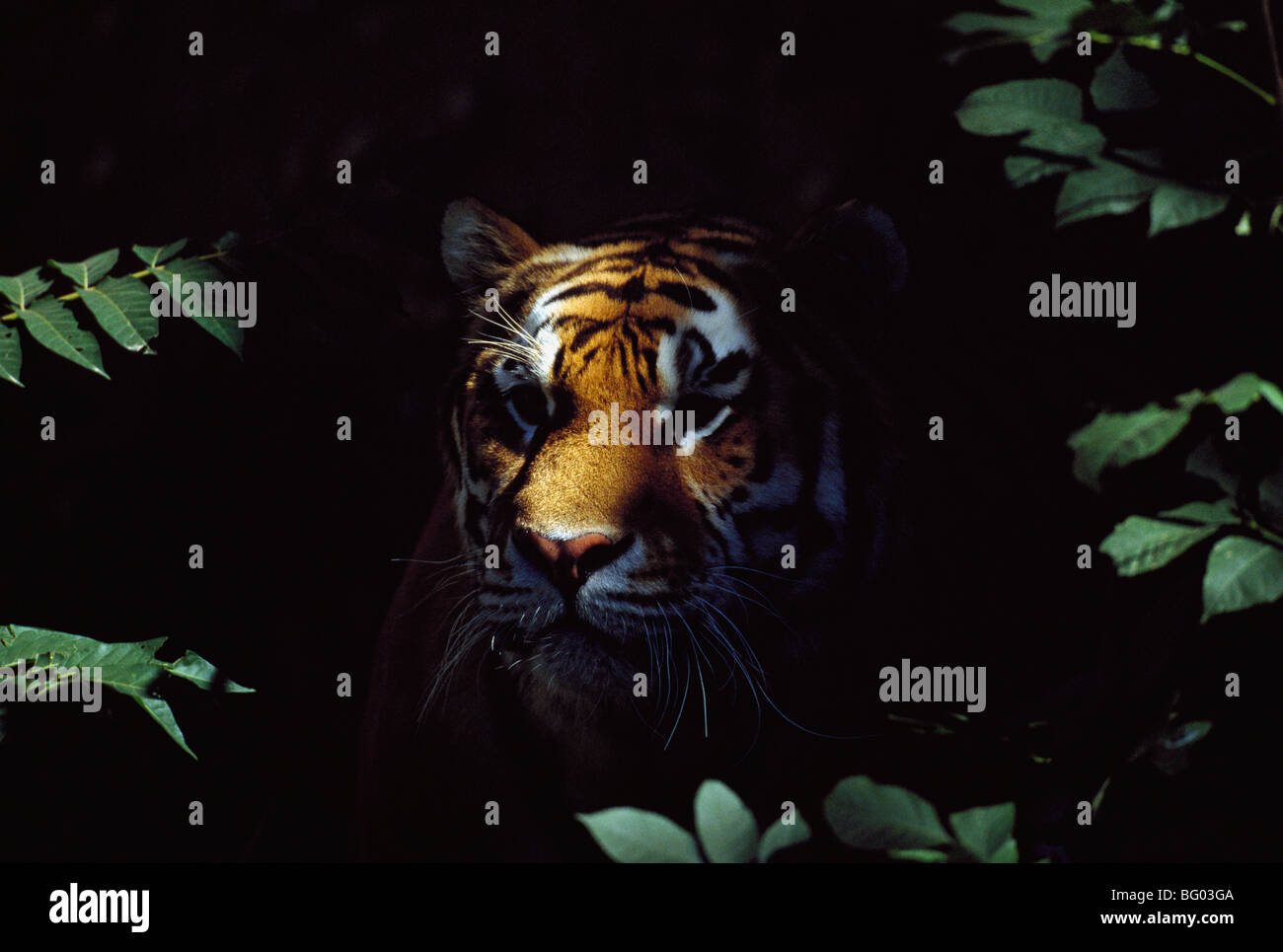 Tigre siberiano (Panthera tigris altaica) compañeros del bosque de sombras Foto de stock