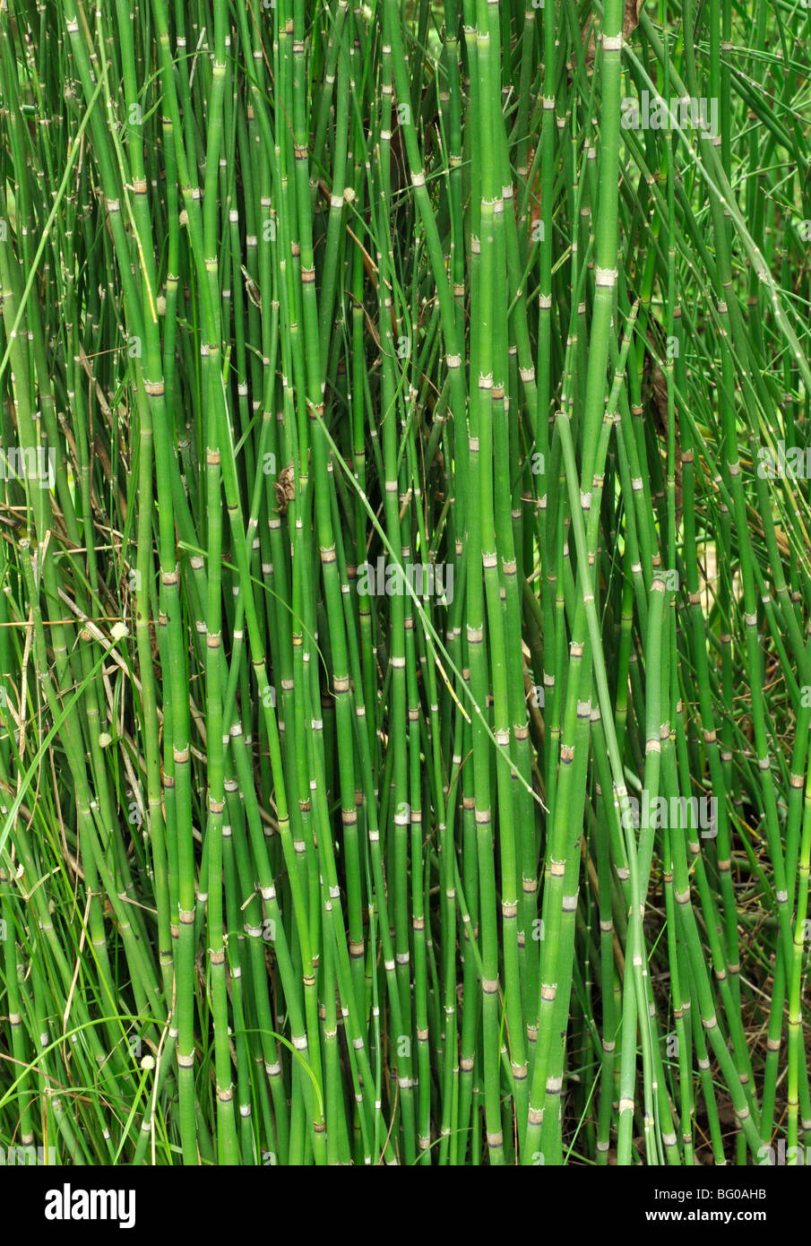 El Equisetum arvense (cola de caballo), un diurético, decocción utilizados para problemas de riñón, sangrado, cicatrización y gota rheumatisim Foto de stock