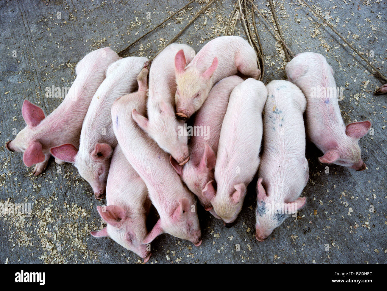 Cerdos para la venta en el mercado de San Francisco El Alto, Guatemala  Fotografía de stock - Alamy