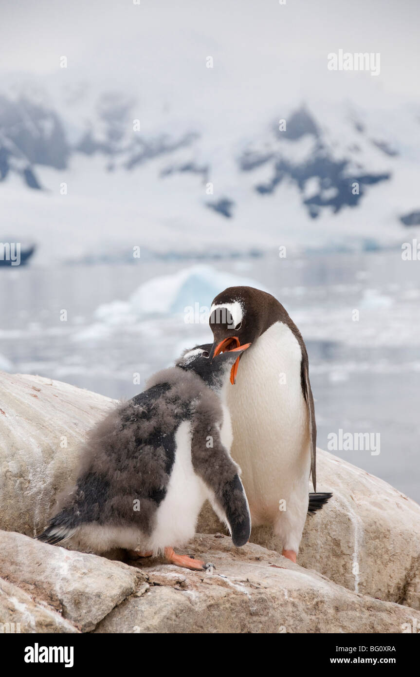 Alimentación de pingüinos Gentoo chick, Neko Harbour, en la Península Antártica, en la Antártida, las regiones polares Foto de stock