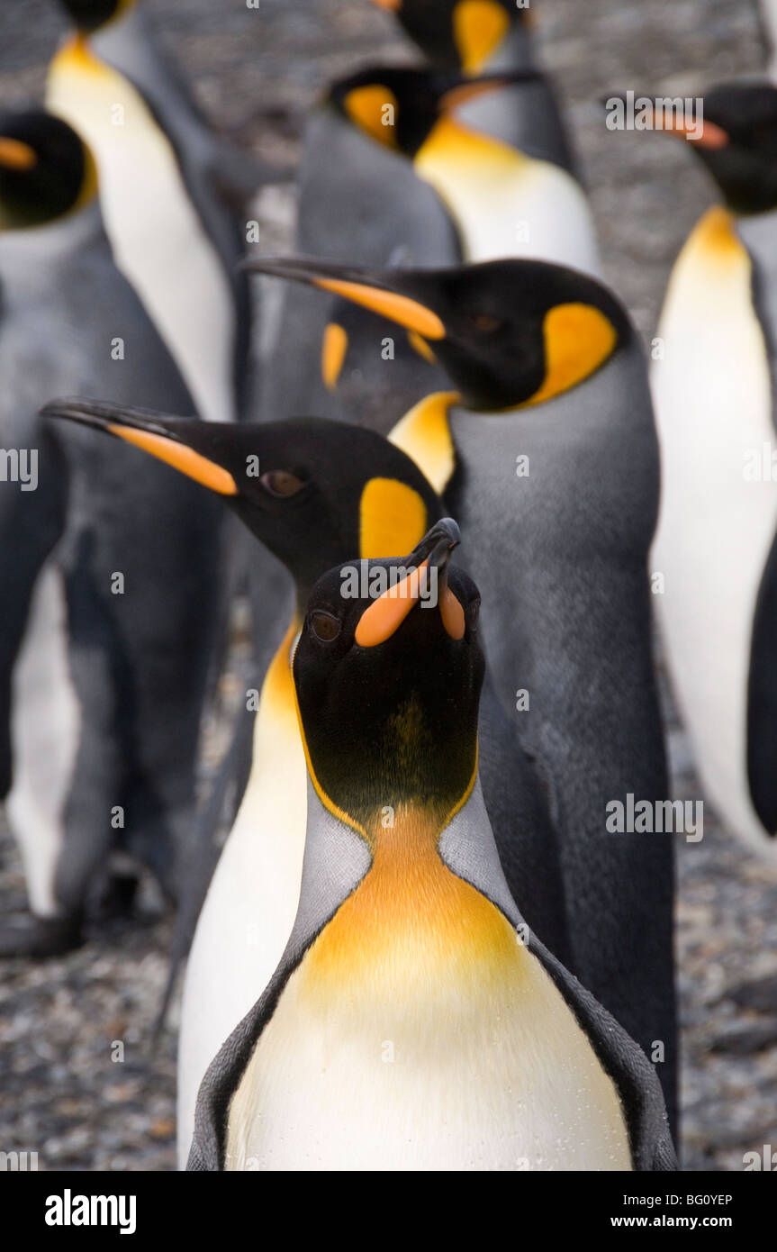 Pingüinos rey, Saint Andrews Bay, Georgia del Sur, en el Atlántico Sur Foto de stock