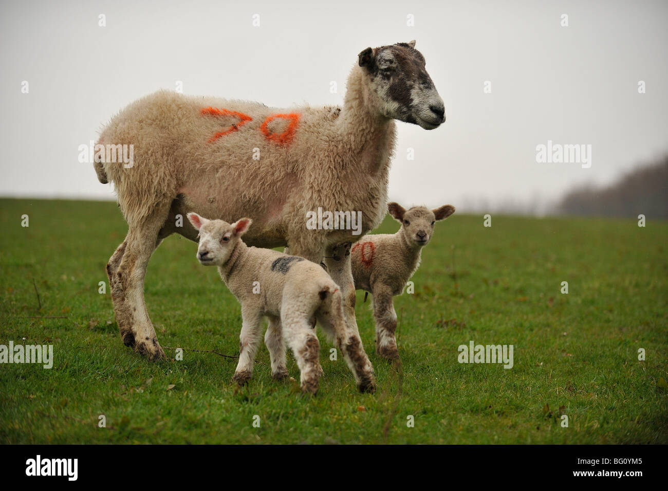 Scottish ovejas y corderos gemelos Foto de stock
