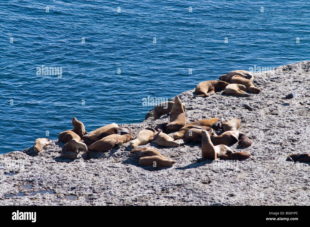 Lobos marinos en Punta Pirámide, Península Valdés, Patagonia Argentina, Sudamérica Foto de stock