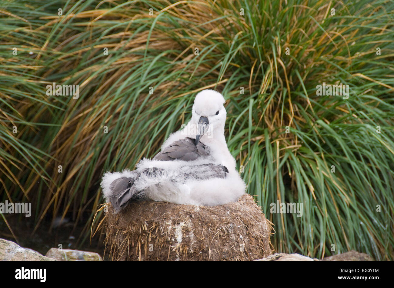 Albatros de Ceja Negra chick, Isla de West Point, Islas Malvinas, América del Sur Foto de stock