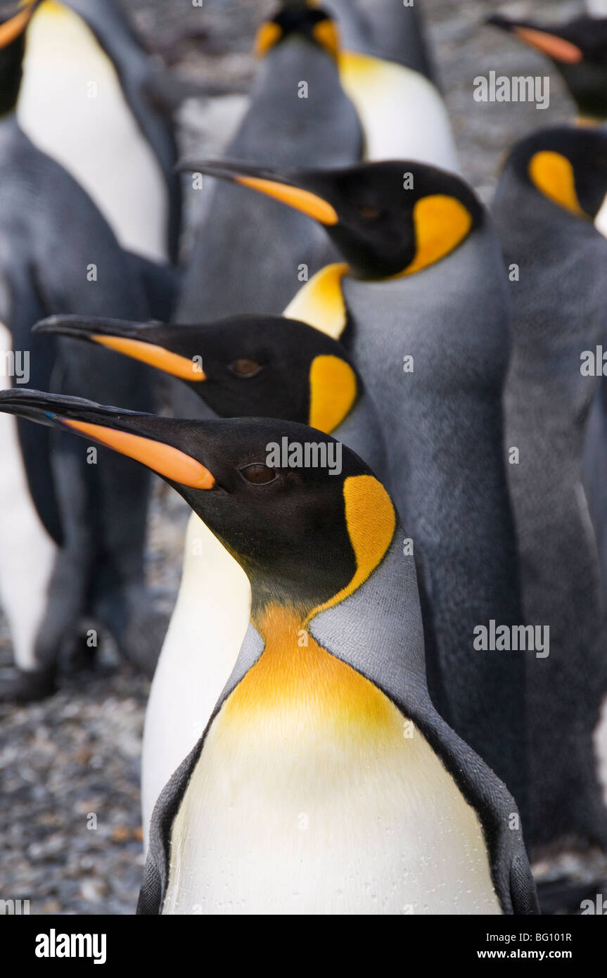 Pingüinos rey, Saint Andrews Bay, Georgia del Sur, en el Atlántico Sur Foto de stock