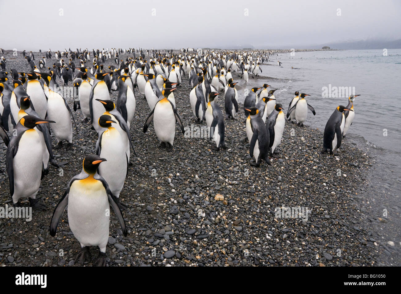 Pingüinos rey, Salisbury Plain, Georgia del Sur, en el Atlántico Sur Foto de stock