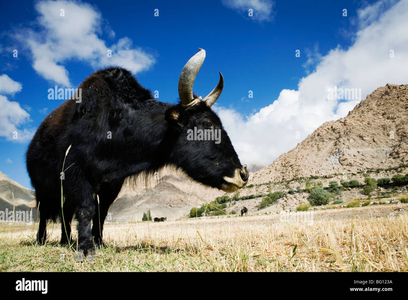 Un yak cerca Yangtang village en Ladakh, India del Himalaya. Foto de stock