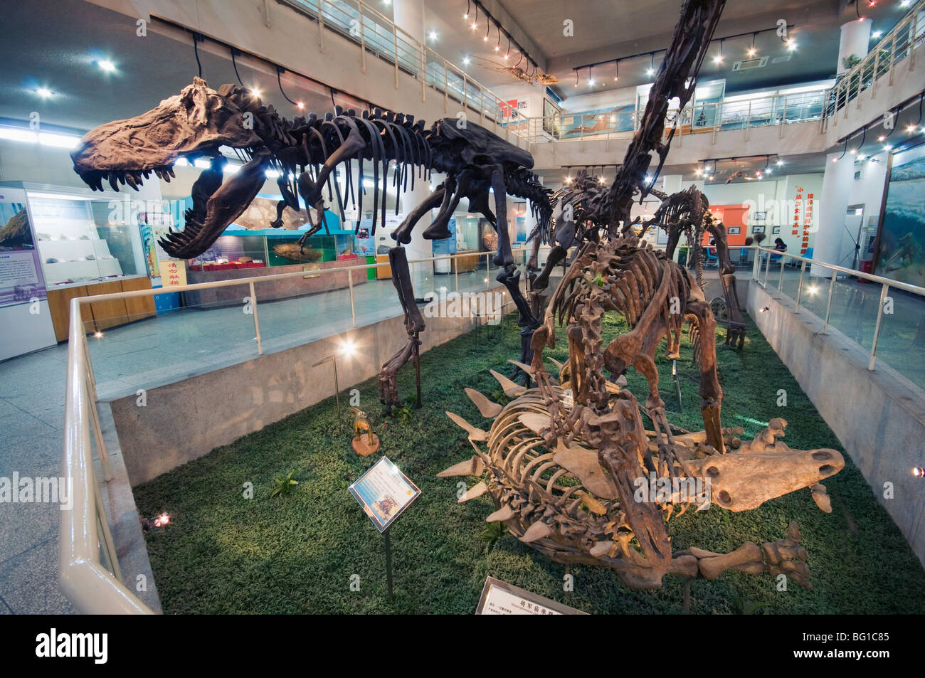 Asia china dinosaur dinosaurs fotografías e imágenes de alta resolución