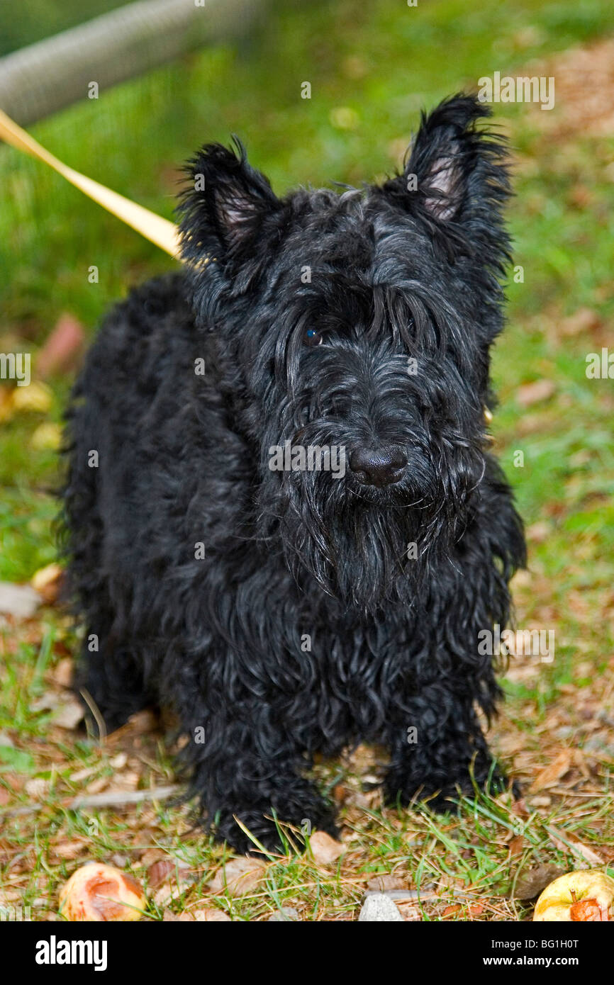 Pequeño perro negro fotografías e imágenes de alta resolución - Alamy