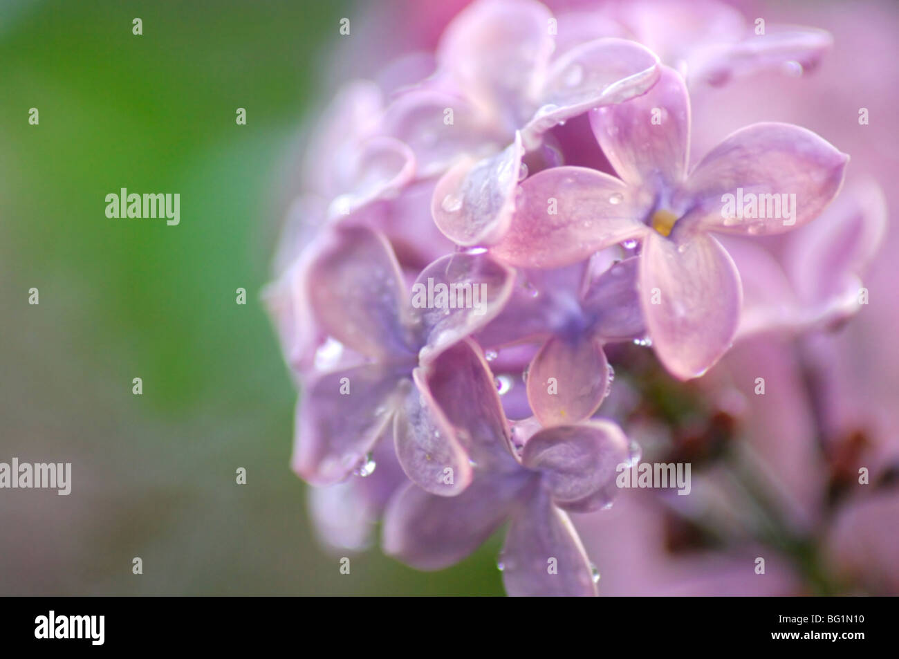 Flores de color lila con gotas de lluvia Foto de stock