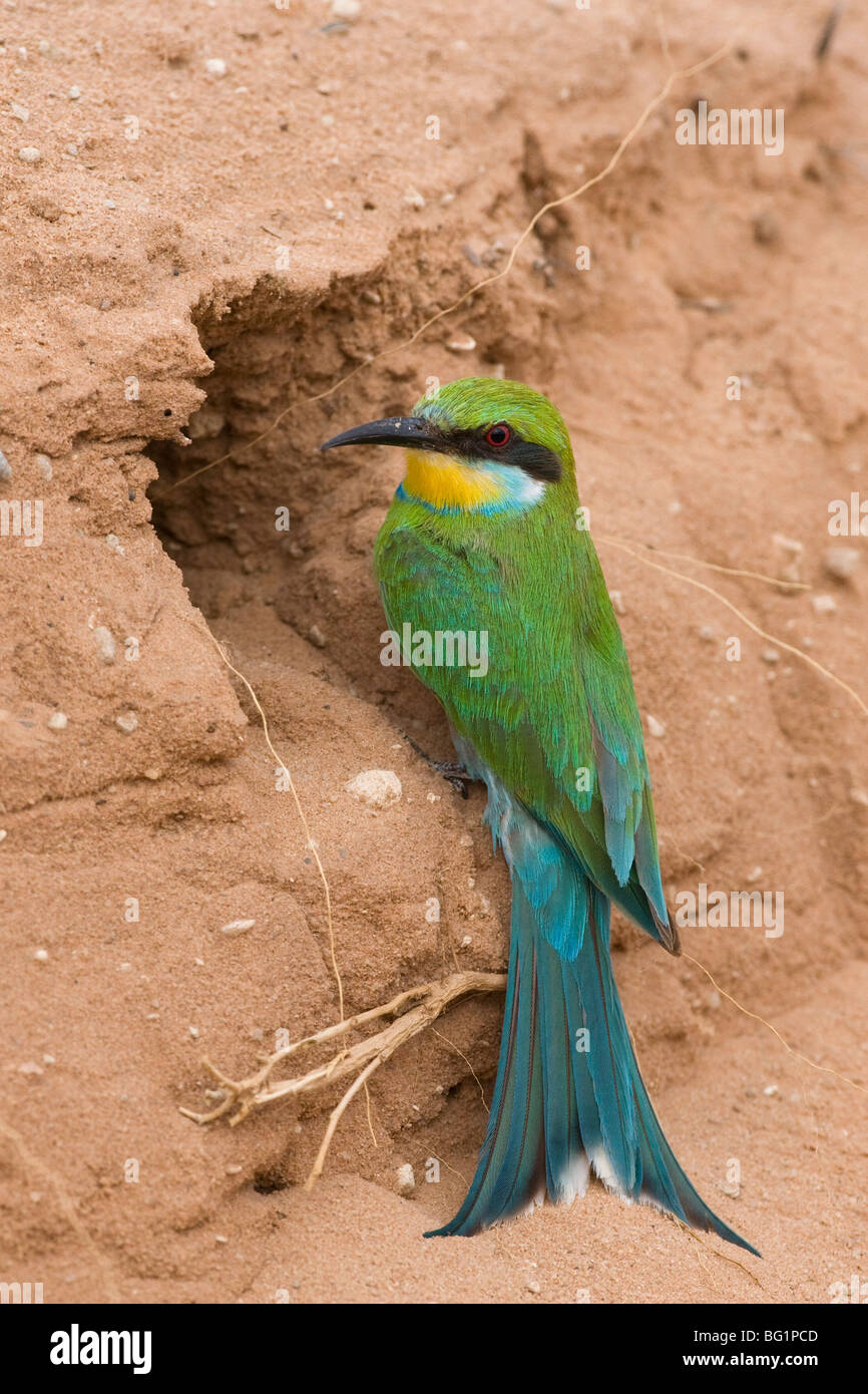 Swallow-tailed el abejaruco (Merops hirundineus), en nest agujero, el Parque Transfronterizo Kgalagadi, Sudáfrica, África Foto de stock