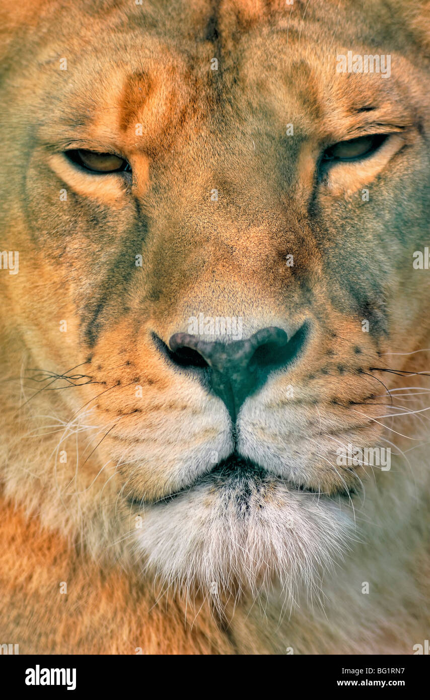 Cerca de una hembra, León Panthera leo Foto de stock