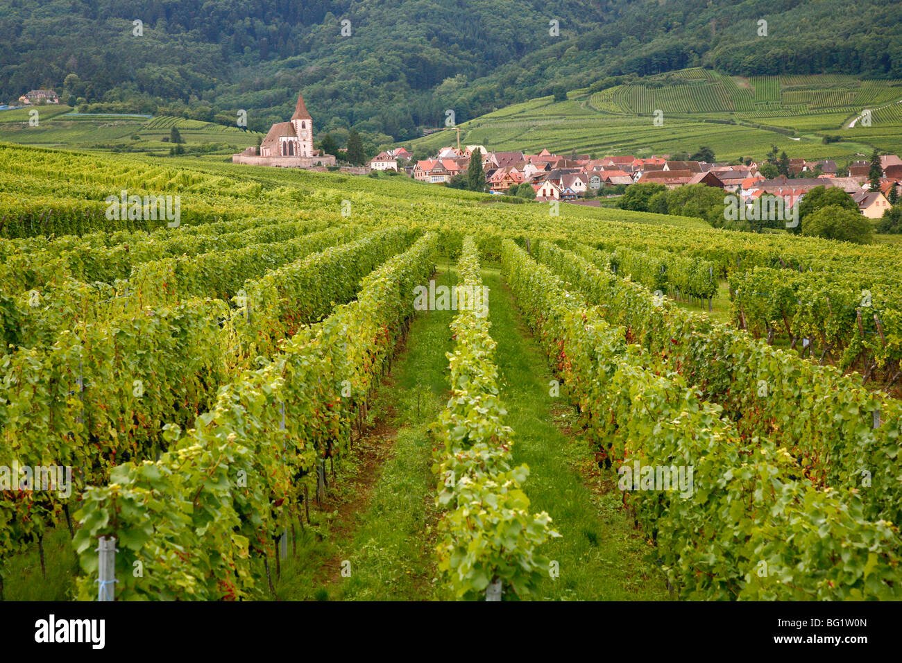 Los viñedos y los pueblos de la ruta del vino de Alsacia, Francia, Europa Foto de stock