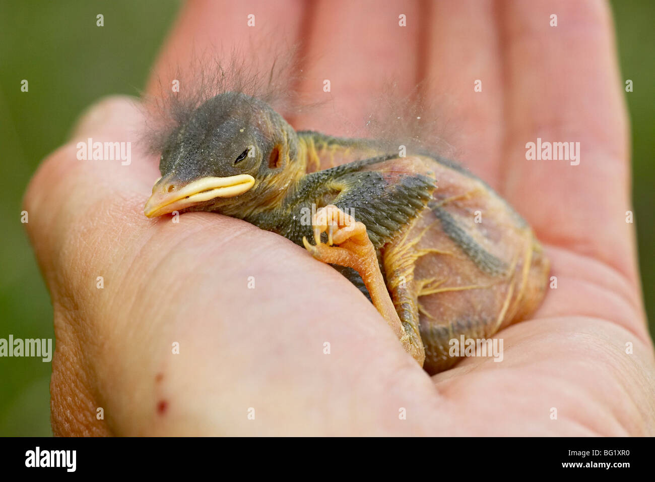 Bebé bluebird occidental (Sialia mexicana), Douglas County, Colorado, Estados Unidos de América, América del Norte Foto de stock