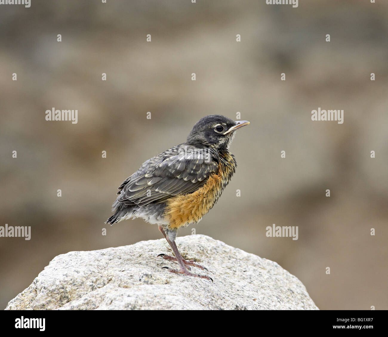 Los menores American Robin (Turdus migratorius), Condado de Gunnison, Colorado, Estados Unidos de América, América del Norte Foto de stock